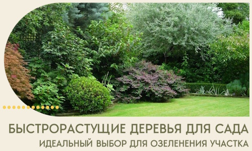 Быстрорастущие деревья для сада идеальный выбор в Чапаевске