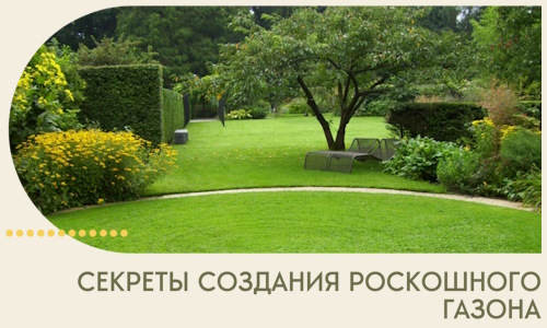 Секреты создания роскошного газона в Чапаевске